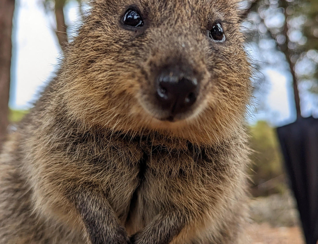 Noah Jigsaw Puzzle Adorable Quokka Standing Up Close on Rottnest Island outside of Perth, Western Australia 1000 pieces