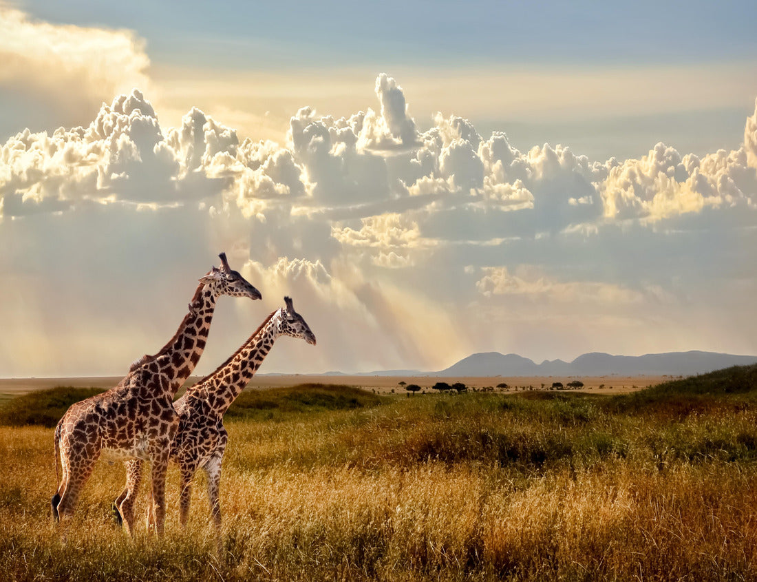 Noah Jigsaw Puzzle Group of giraffes in the Serengeti National Park. Sunset. Sky with rays of light in the African savannah 1000 pieces