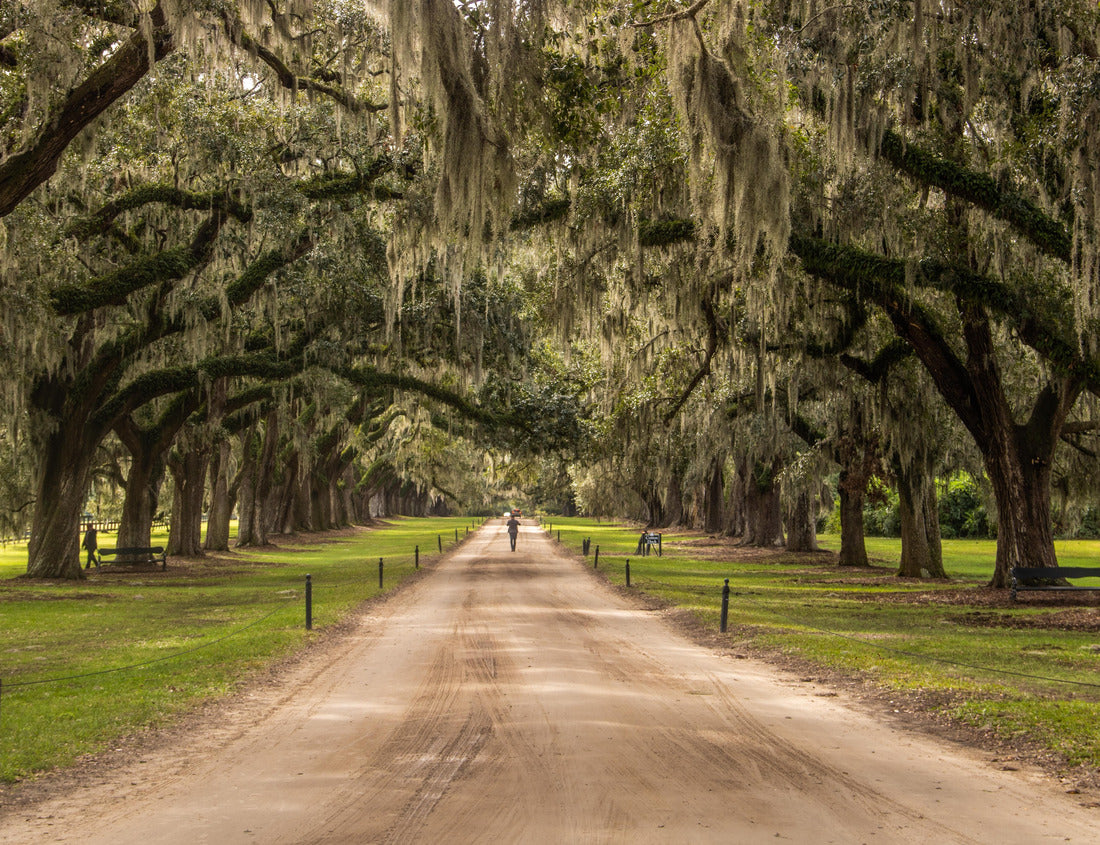 Noah Jigsaw Puzzle Boone Hall Plantation in Charleston, South Carolina, USA 1000 pieces