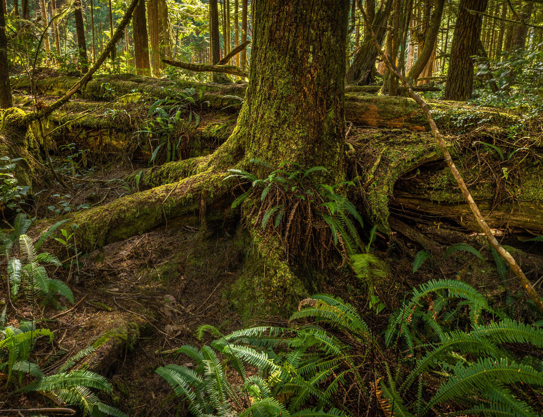 Noah Jigsaw Puzzle Moss and fern in the rainforest. Pacific Rim National Park in Vancouver Island at Tofino. British Columbia. Canada 1000 pieces