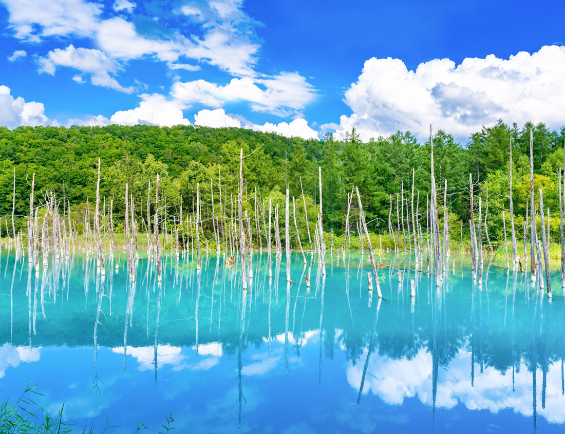 Noah Jigsaw Puzzle Blue Pond at Shirokane, Biei-cho, Hokkaido (summer season) 1000 pieces