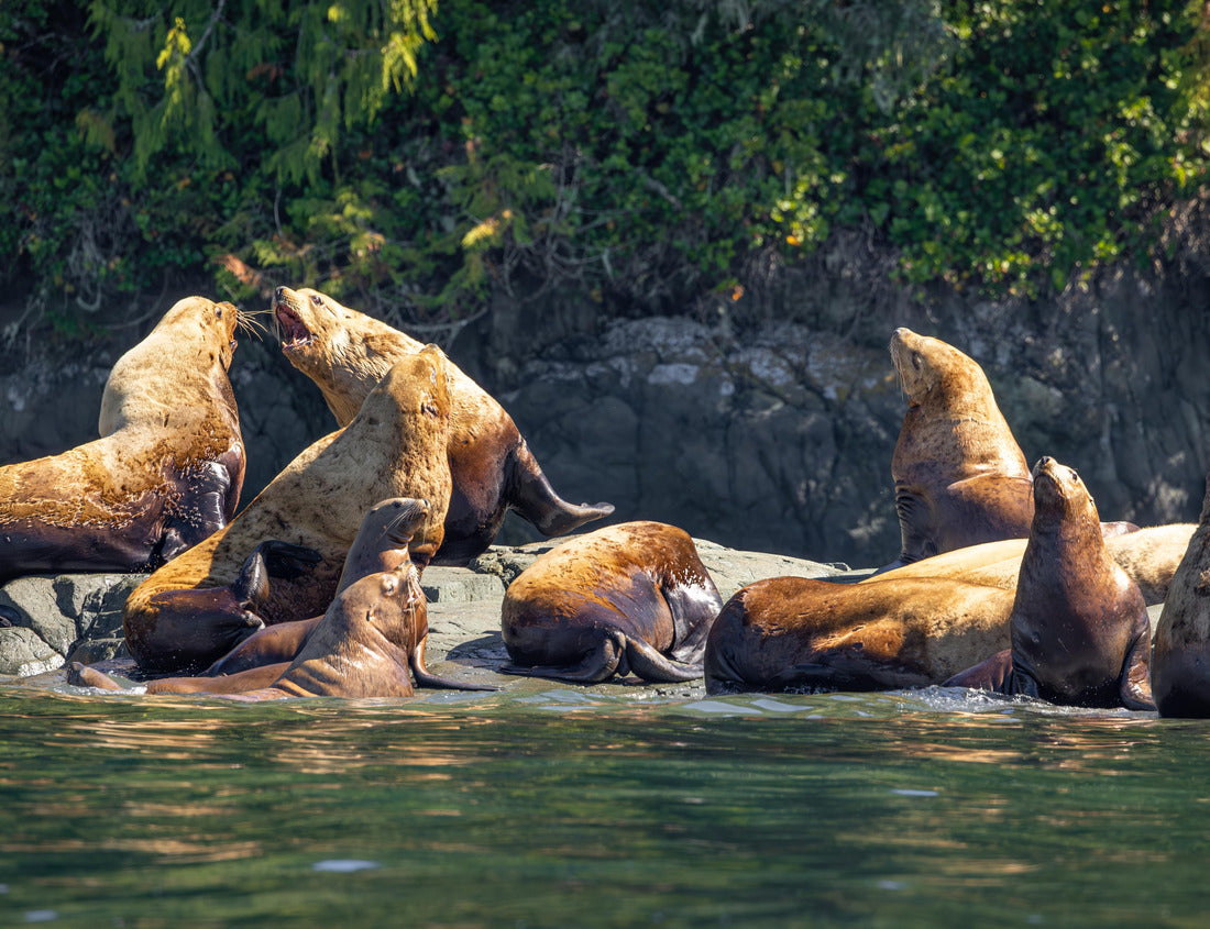 Steller sea lions (Eumetopias jubatus) on a rock, Knight Inlet, Vancouver Island, British Columbia, Canada 1000pc Puzzle