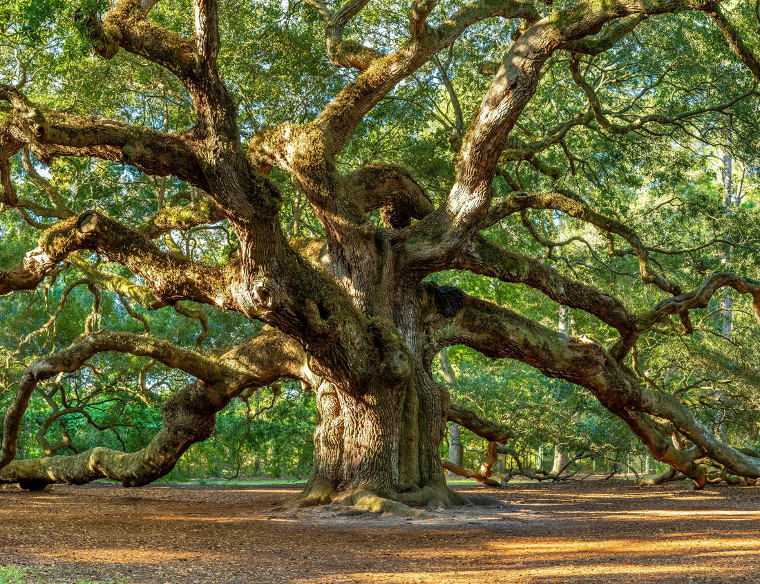 Noah Jigsaw Puzzle Angel Oak Tree of Life, the 1400-year-old Angel Oak tree of South Carolina 1000 pieces
