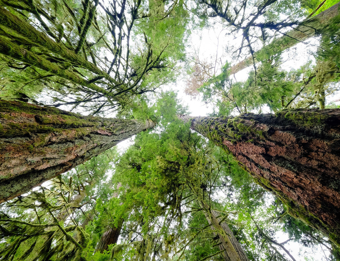 The tower of Douglas Fir in the cathedral of Vancouver Island, where the ancient sentinels surpass 70 meters and form a majestic forest-cathedral 1000pc Puzzle
