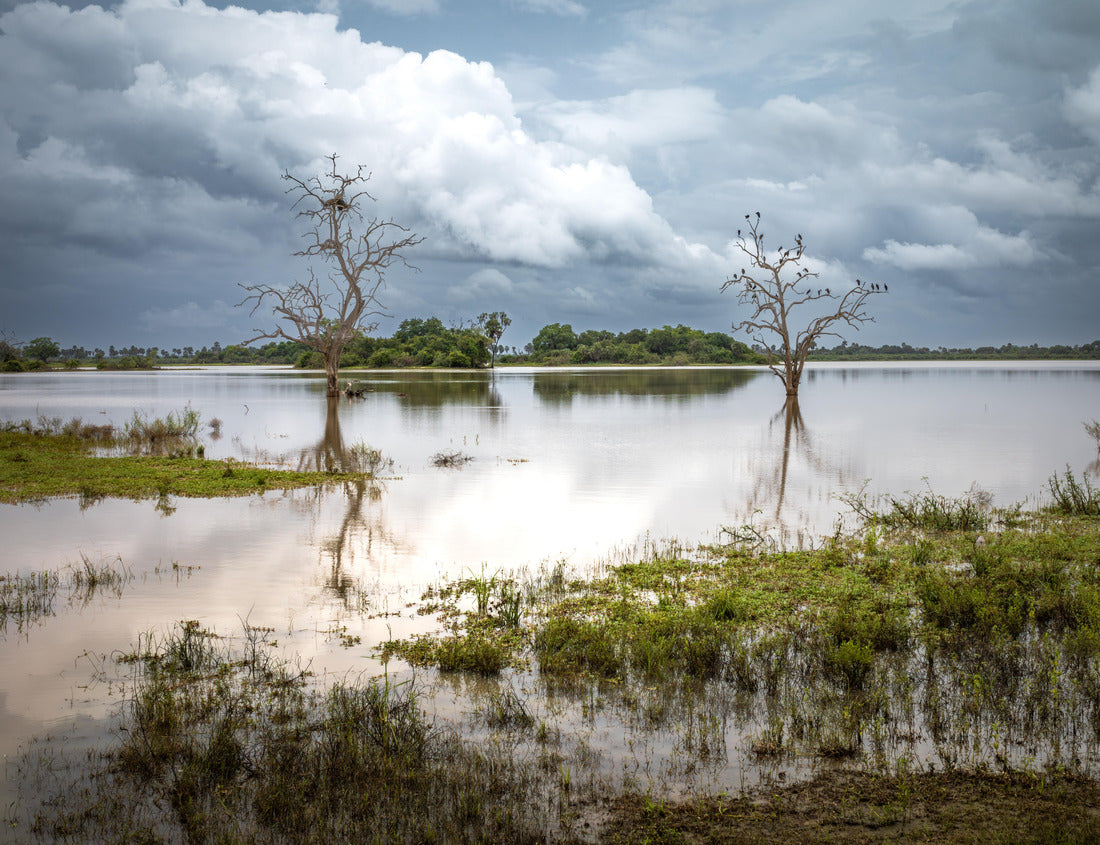 Noah Jigsaw Puzzle African pygmy storks (Anastomus lamelligerus) wait on dead trees over a flooded lake while hunting in Nyerere National Park (Selous Game Reserve) in southern Tanzania 1000 pieces