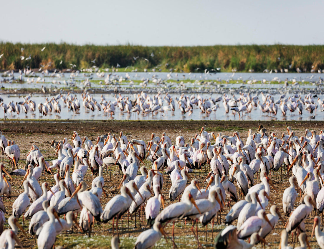 Yellow-billed Stork (Mycteria ibis), Lake Manyara National Park, Tanzania, East Africa 1000pc Puzzle
