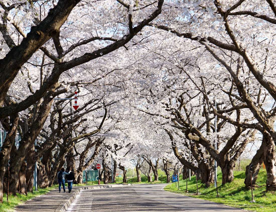 Perspective view of a street under the archway of sakura trees on a beautiful spring day, in Honcho, Hokuto, Hokkaido, Japan. Hanami (cherry blossom viewing) is a popular activity in Japan 1000pc Puzzle