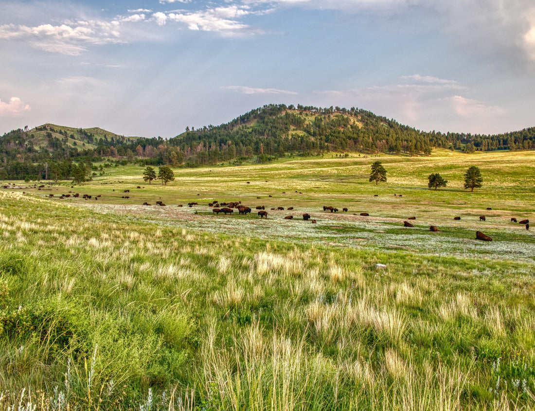 Noah Jigsaw Puzzle Bison in Wind Cave National Park, South Dakota 1000 pieces