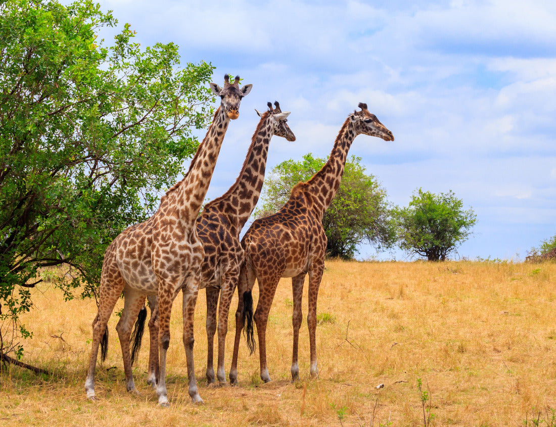 Noah Jigsaw Puzzle Giraffes in the savannah in Serengeti National Park in Tanzania. Wilderness in Tanzania, East Africa 1000 pieces