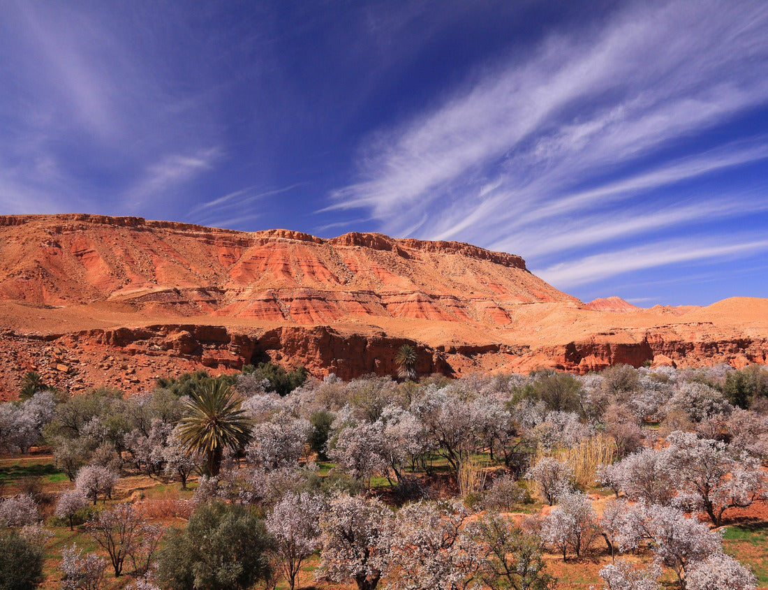 Noah Jigsaw Puzzle Morocco, Marrakesh, High Atlas Mountains. Fertile valley on a high plateau with fruit and almond trees in blossom 1000 pieces