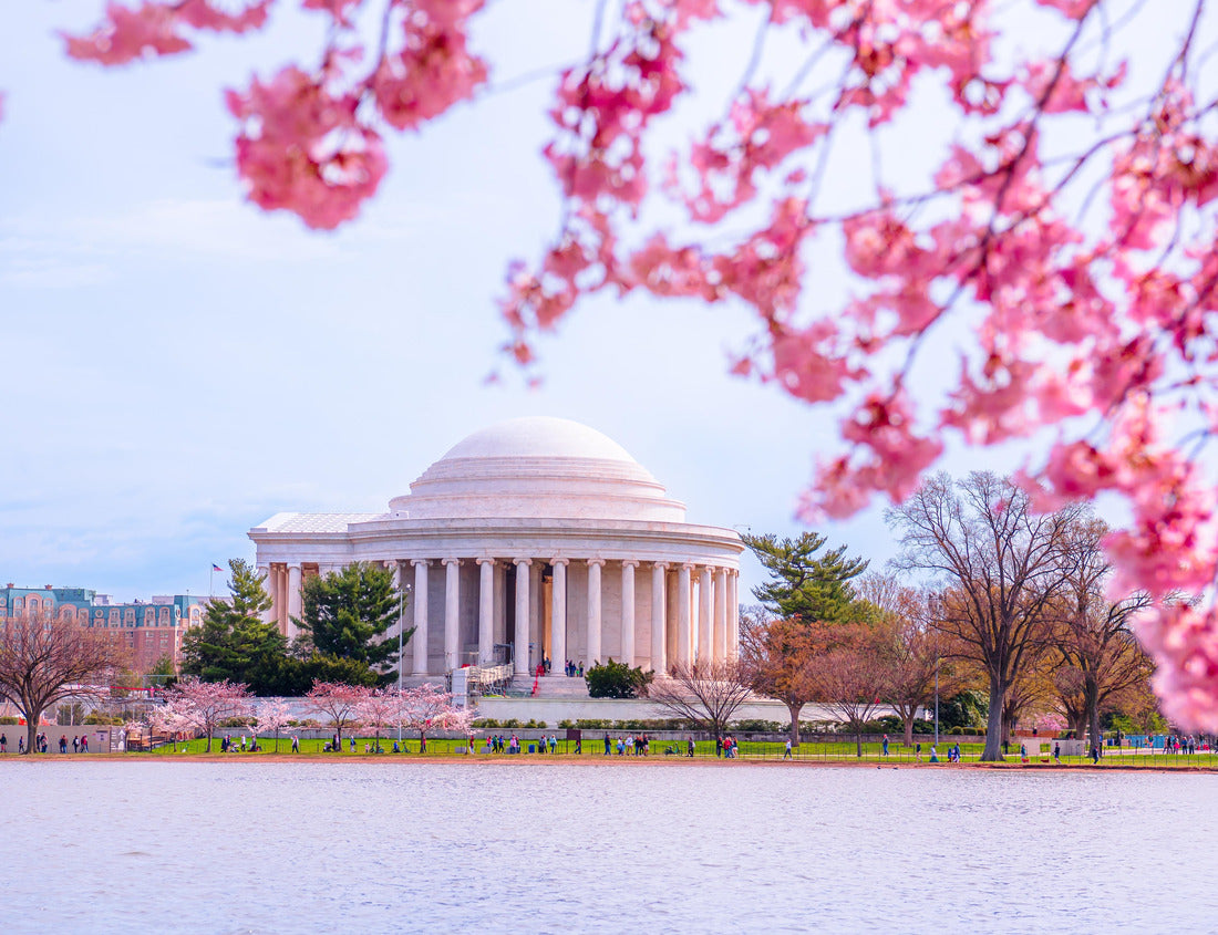 Washington, DC at the Tidal Basin and Thomas Jefferson Memorial during cherry blossom festival in spring season 1000pc Puzzle