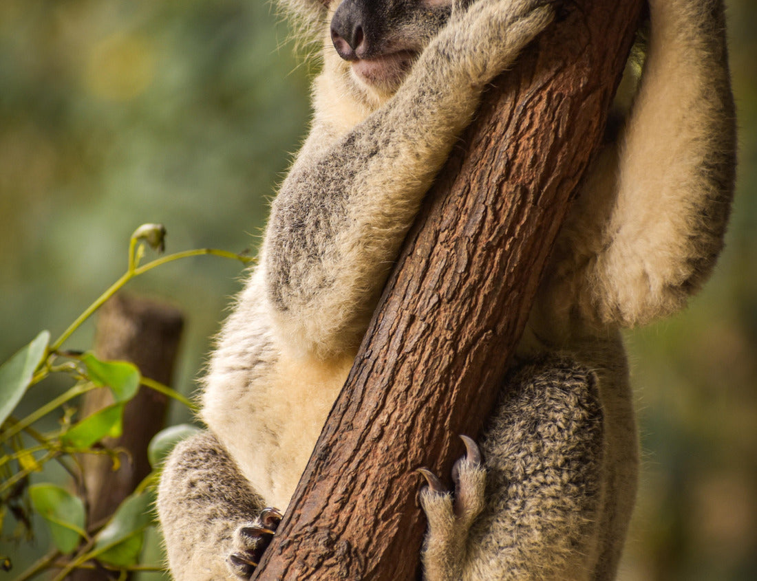 Sleepy Koala resting in a tree - Wildlife HQ Sunshine Coast Queensland 1000pc Puzzle