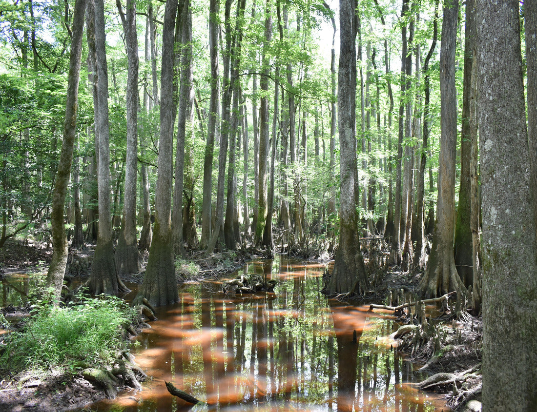 Noah Jigsaw Puzzle Beautiful trees in the marshes of Congaree National Park, South Carolina 1000 pieces