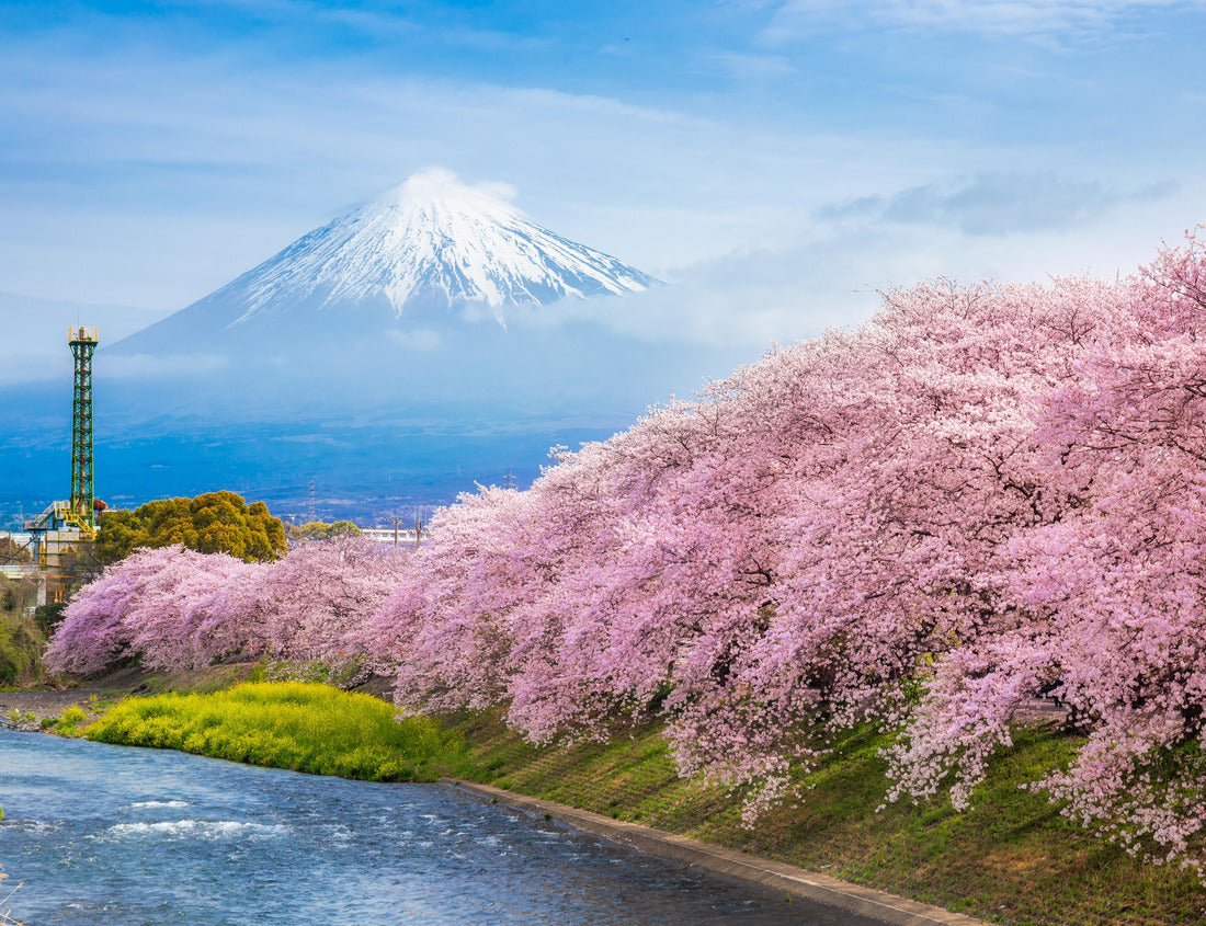 Noah Jigsaw Puzzle Beautiful blooming cherry blossoms with Mount Fuji in the background and a Urui river in the foreground is a popular tourist spot in Fuji City, Shizuoka Japan 1000 pieces