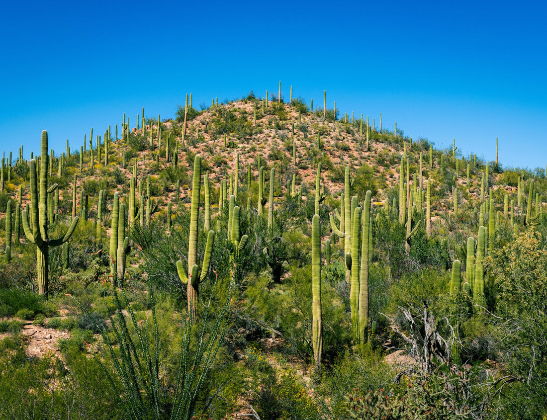 Noah Jigsaw Puzzle Hill covered in cactus in Saguaro national park 1000 pieces