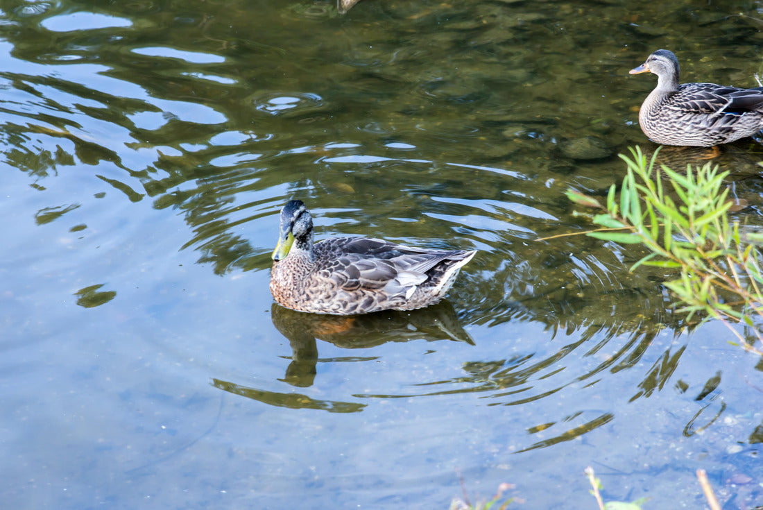 Noah Jigsaw Puzzle Dover Delaware Ducks 2000 pieces