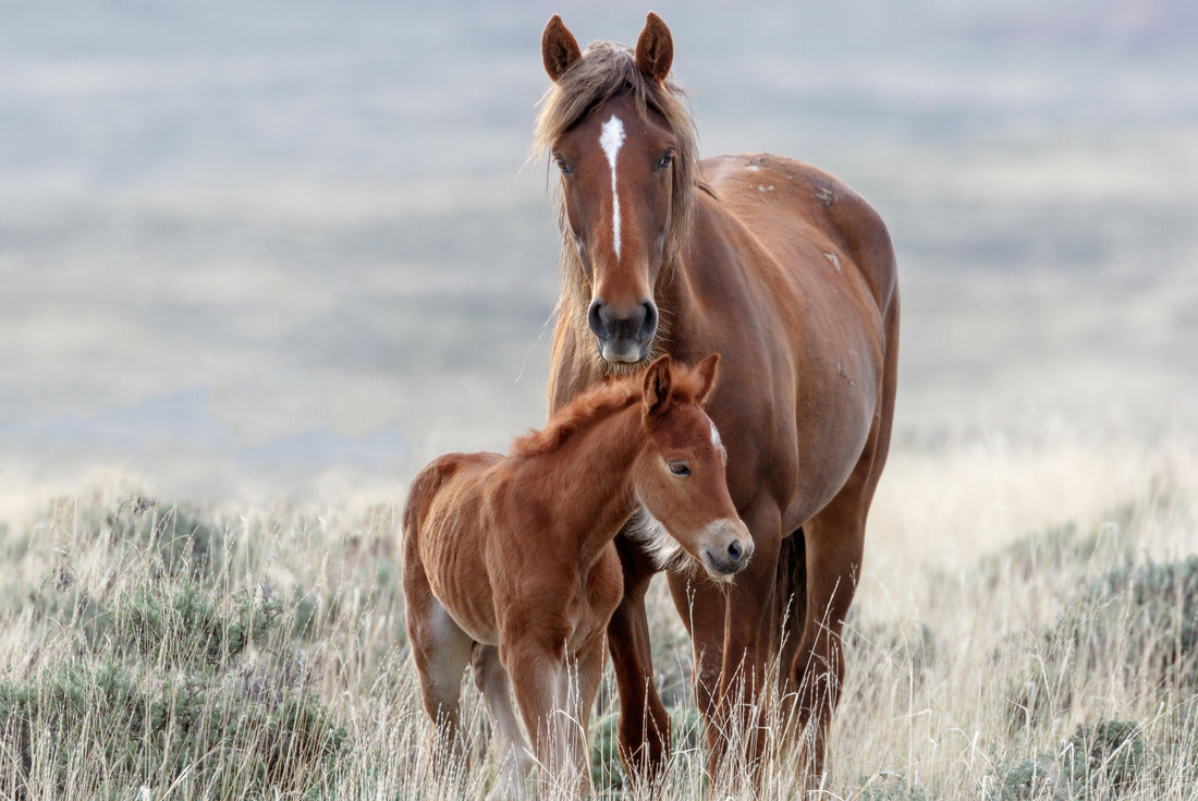Noah Jigsaw Puzzle Wild Horses, Wyoming 2000 pieces