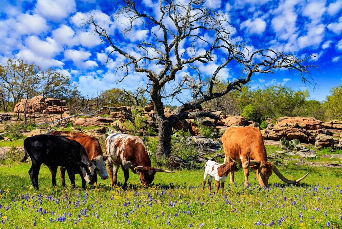Texas cattle grazing 2000pc Puzzle