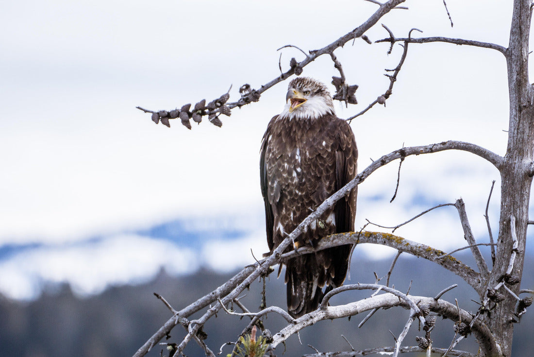 Noah Jigsaw Puzzle Eagle Call, Wyoming 2000 pieces