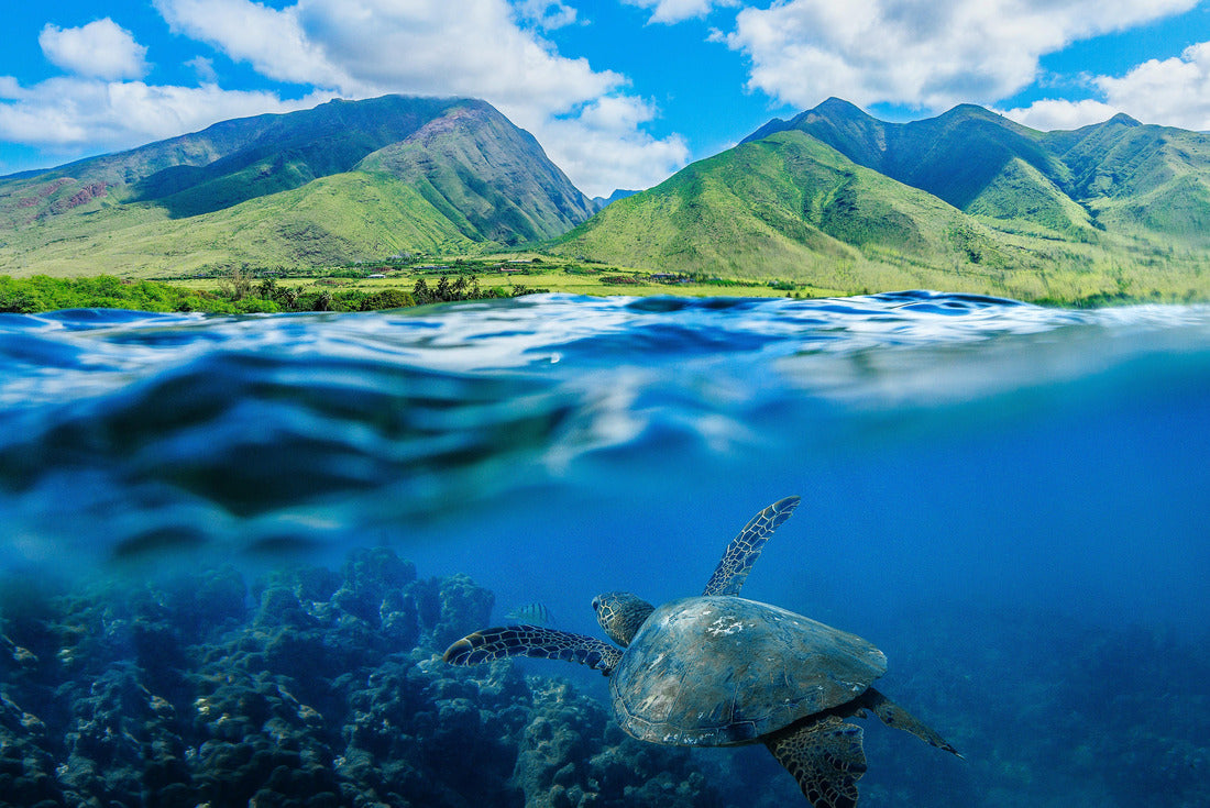 Hawaiian sea turtle 2000pc Puzzle