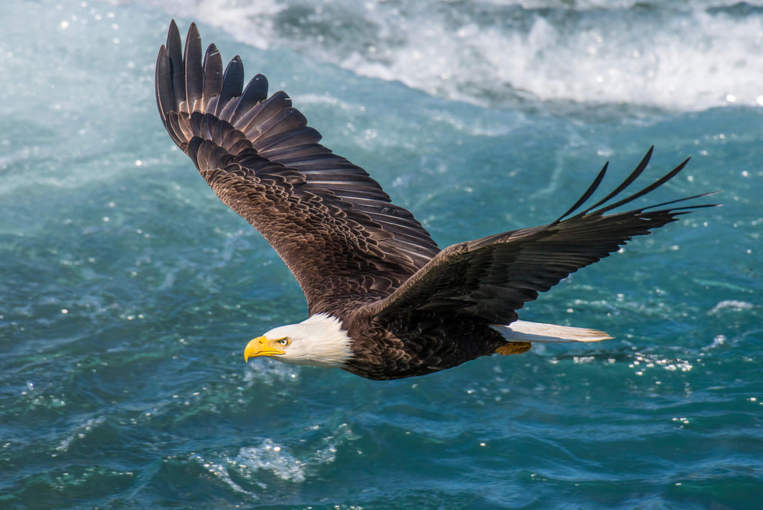 Noah Jigsaw Puzzle Bald Eagle, Alaska 2000 pieces