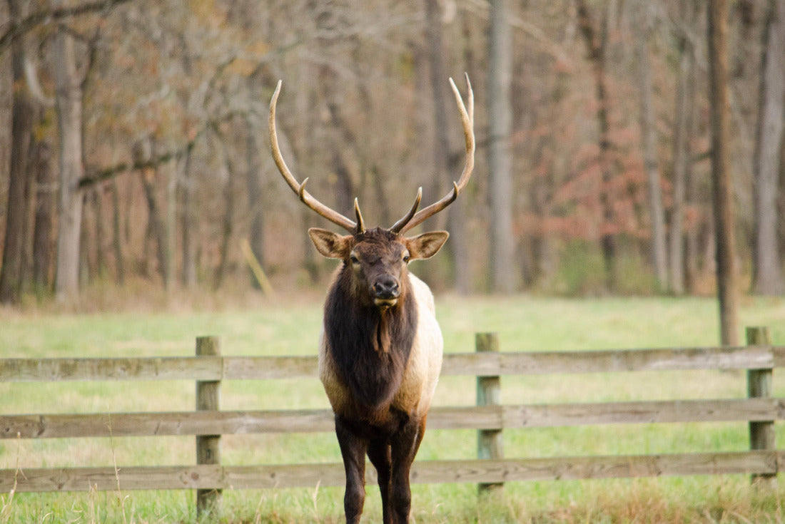 Noah Jigsaw Puzzle Arkansas Bull Elk 2000 pieces