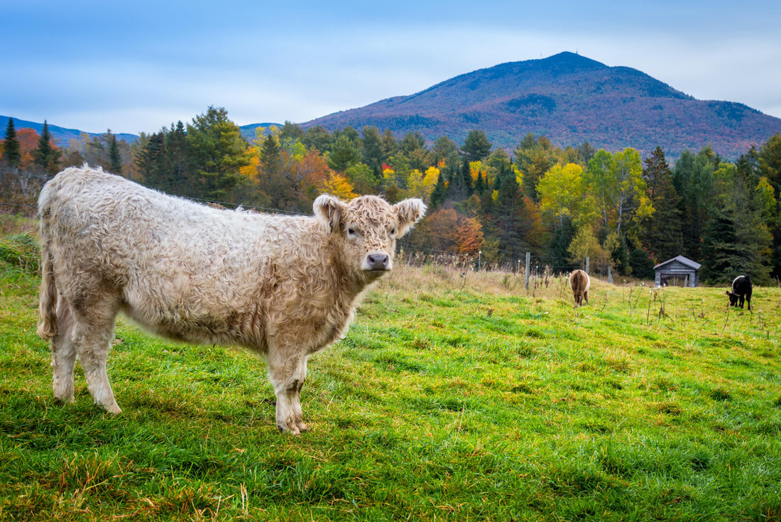 Vermont calf 2000pc Puzzle