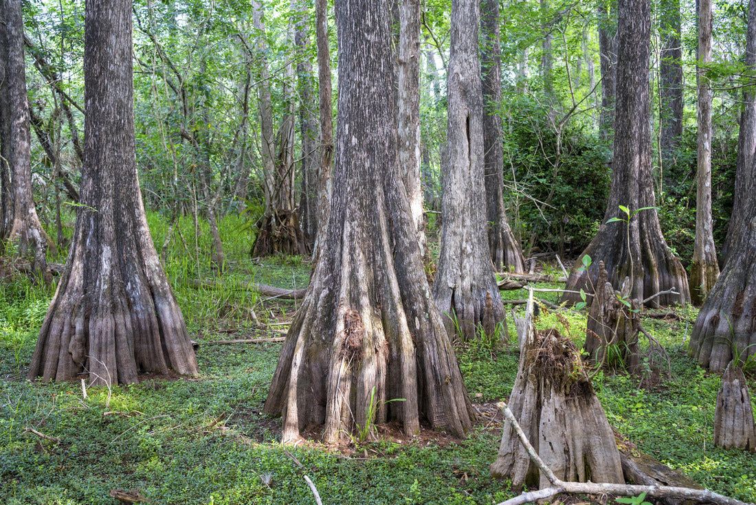 Noah Jigsaw Puzzle Big Cypress National Preserve Florida 2000 pieces