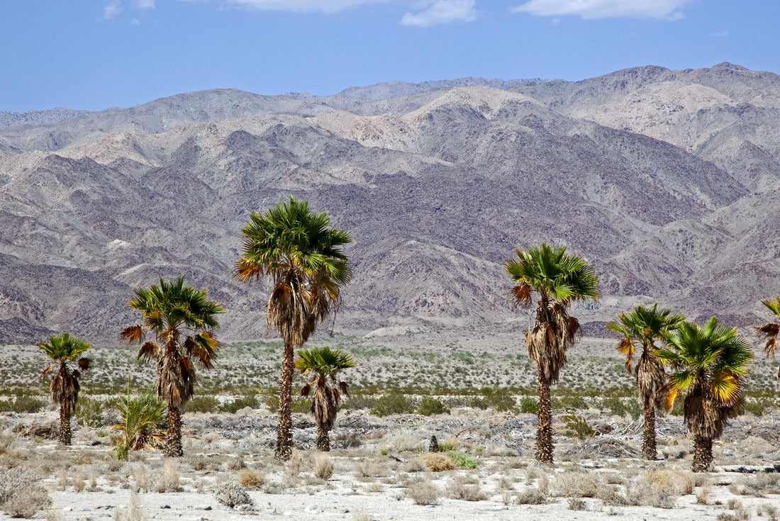Noah Jigsaw Puzzle Harsh desert and landscape of the Indio Hills 2000 pieces