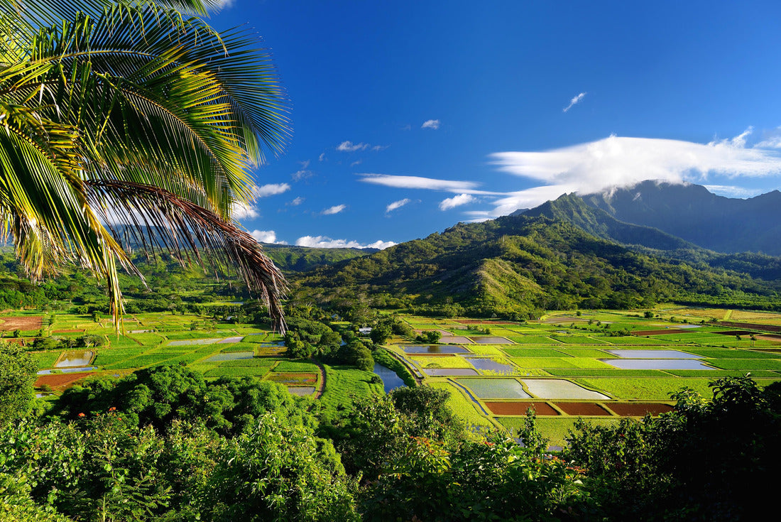 Noah Jigsaw Puzzle Taro fields in beautiful Hanalei Valley on Kauai island, Hawaii 2000 pieces