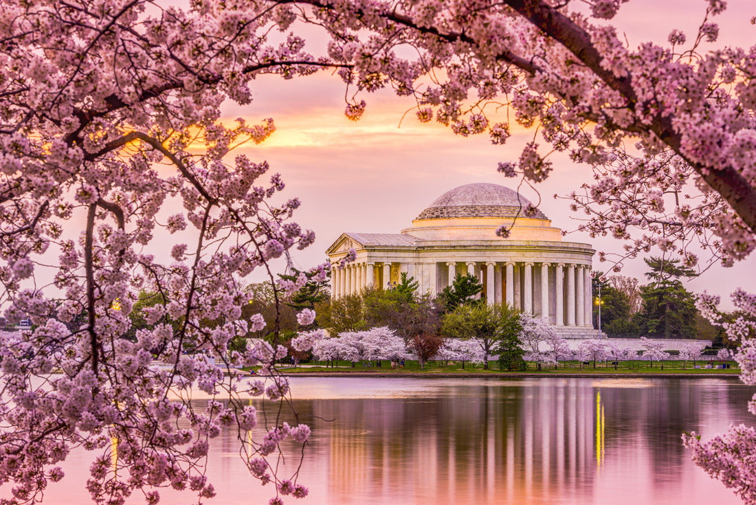 Noah Jigsaw Puzzle Washington, DC at the Tidal Basin and Jefferson Memorial during the spring cherry blossom season 2000 pieces