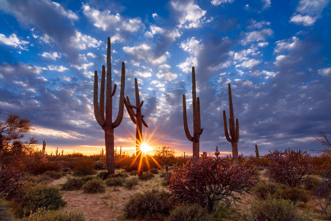 Noah Jigsaw Puzzle Saguaro cactus and Arizona desert landscape at sunset 2000 pieces