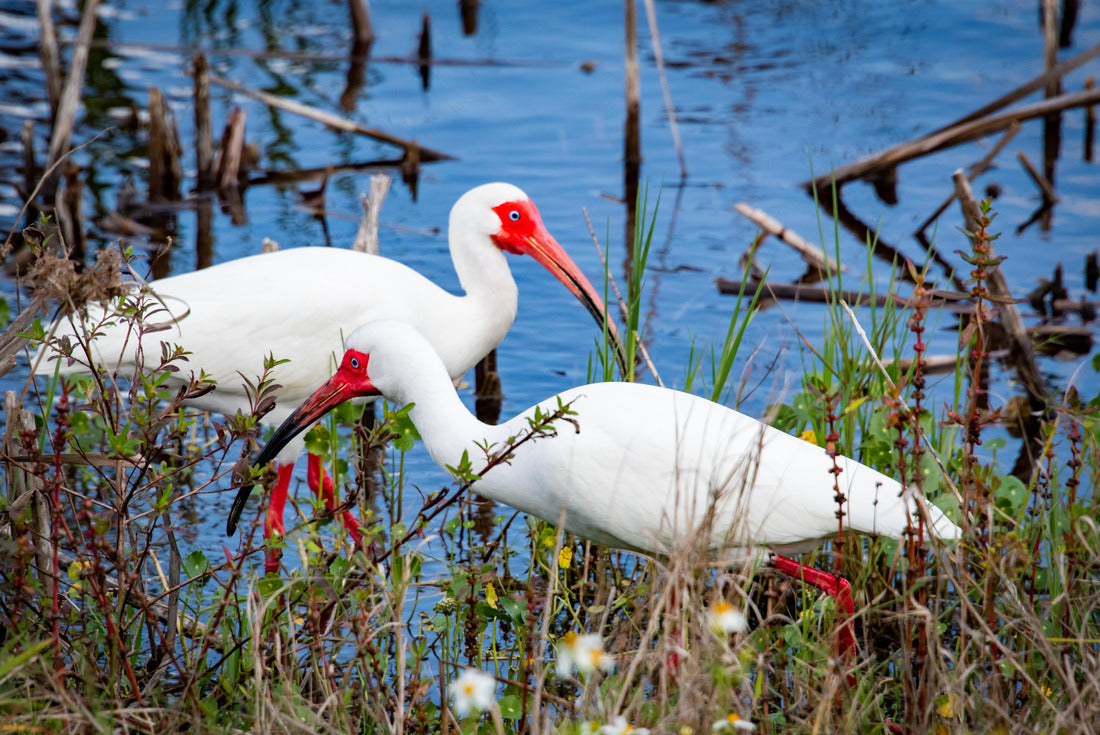 White Ibis foraging at wetland marsh in Viera Florida 2000pc Puzzle