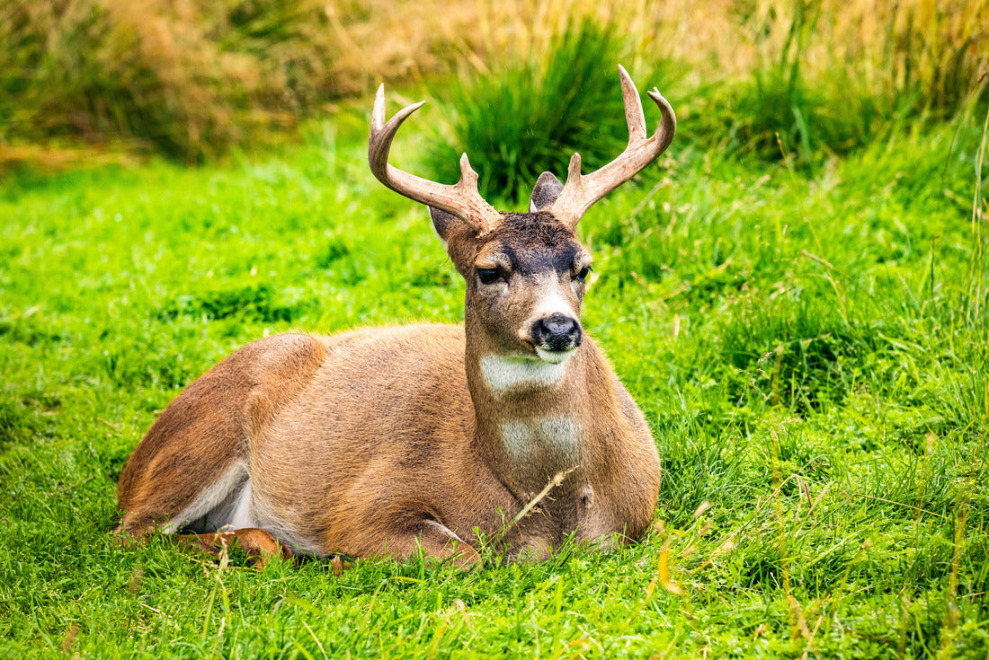 Alaska male sitka black-tailed deer close up portrait 2000pc Puzzle