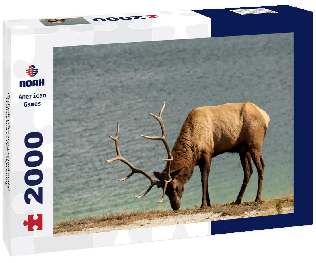Bull elk (Cervus canadensis); Yellowstone NP; Wyoming 2000pc Puzzle
