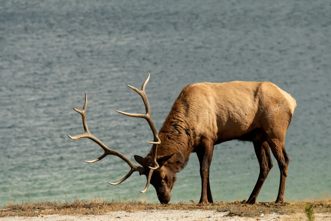 Bull elk (Cervus canadensis); Yellowstone NP; Wyoming 2000pc Puzzle