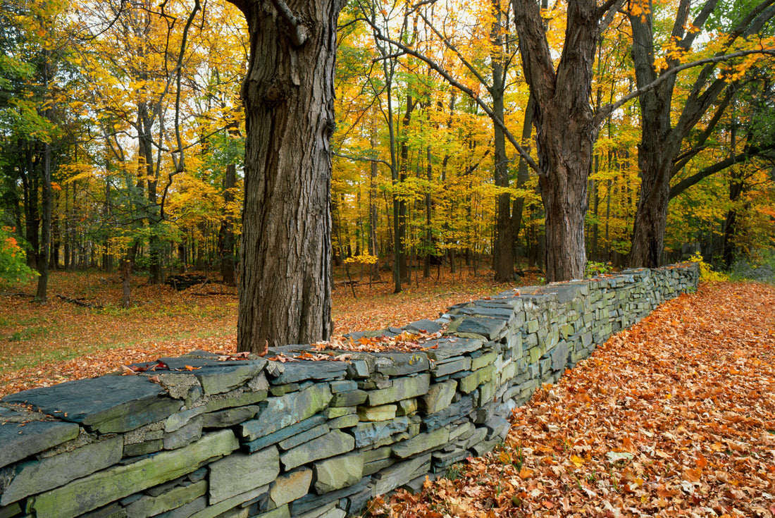 USA, New York, Greene County. Hand-built stone fence 2000pc Puzzle