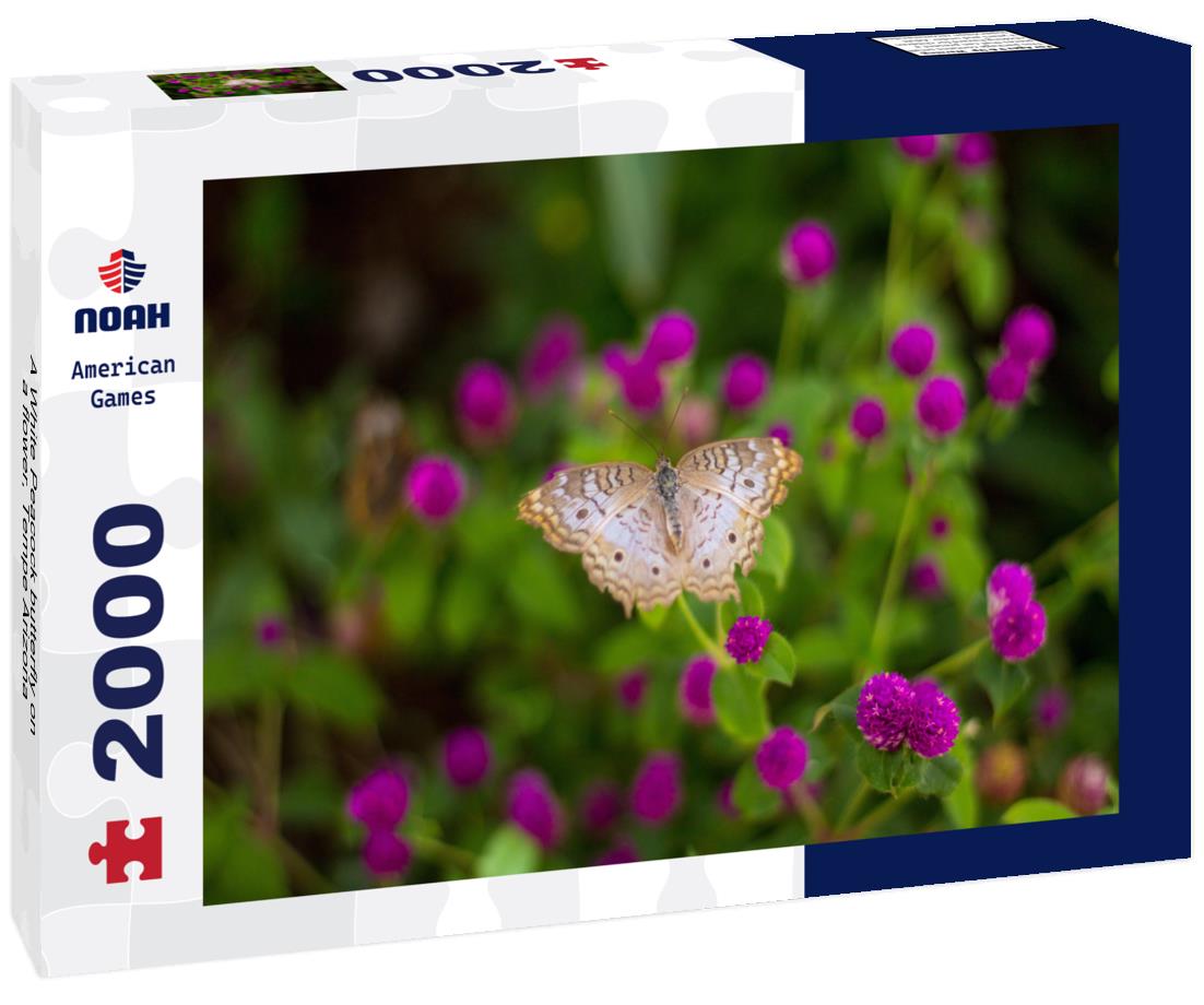 Noah Jigsaw Puzzle A White Peacock butterfly on a flower, Tempe Arizona 2000 pieces
