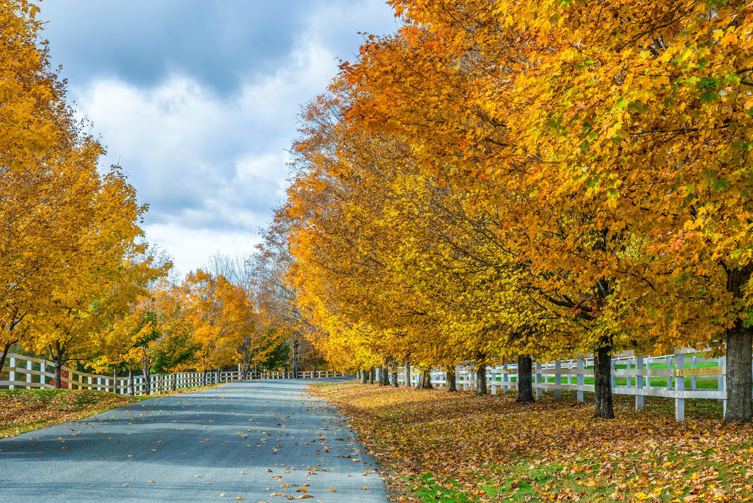 Noah Jigsaw Puzzle Autumn leaves on country road near Woodstock Vermont 2000 pieces
