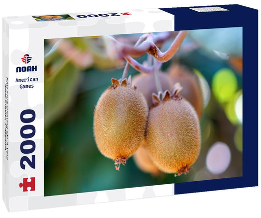 Noah Jigsaw Puzzle Kiwi Fruit Growing On A Vine Near Fresno, California 2000 pieces