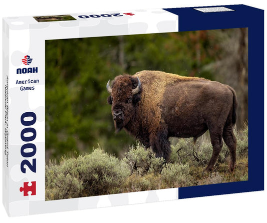 Noah Jigsaw Puzzle American Bison in Grand Teton National Park, Wyoming 2000 pieces