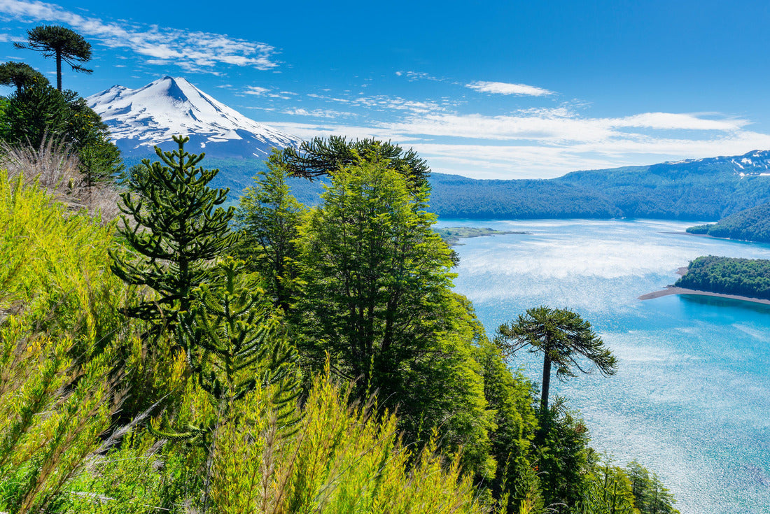 Araucaria forest in Conguillio National Park, Chile 2000pc Puzzle