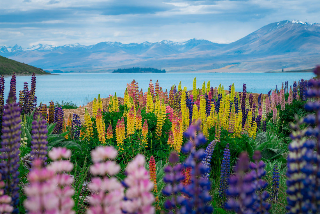 Landscape at Lake Tekapo Lupin Field in New Zealand 2000pc Puzzle