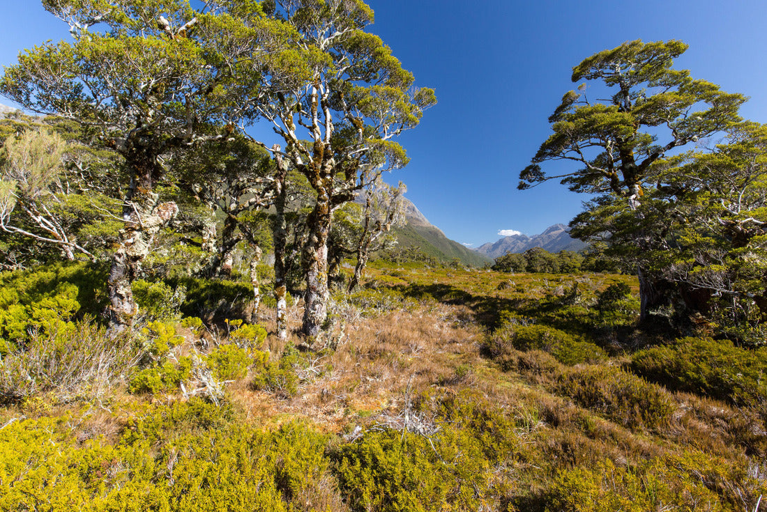Noah Jigsaw Puzzle Valley near lake Howden Hut, Fjordland, New Zealand 2000 pieces