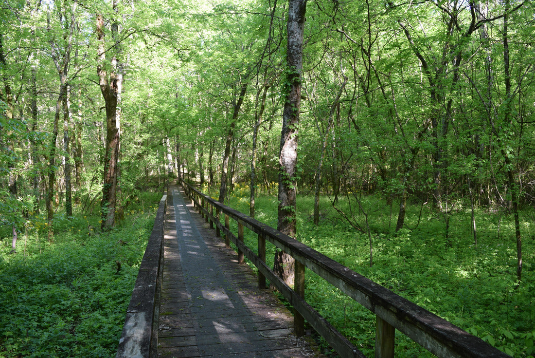 Noah Jigsaw Puzzle Boardwalk on the Natchez Trace Trail in Mississippi 2000 pieces