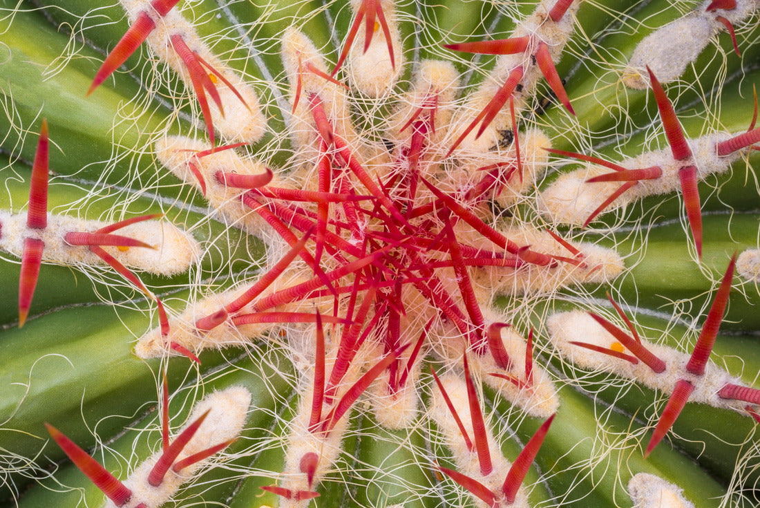 Noah Jigsaw Puzzle USA, Arizona, Tucson. Close-up of cactus and thorns 2000 pieces