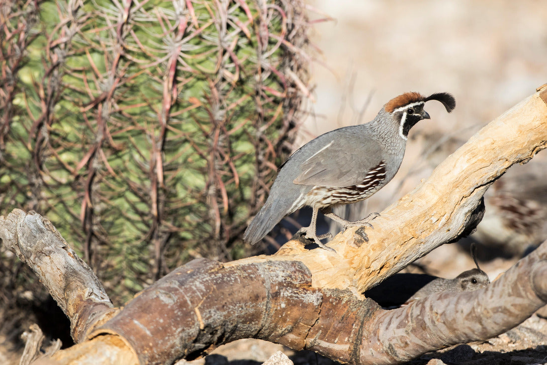 USA, Arizona, Buckeye. Male gambel's quail on a log 2000pc Puzzle