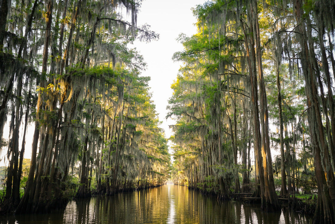 Tunnel of trees at Caddo Lake near Uncertain, Texas 2000pc Puzzle