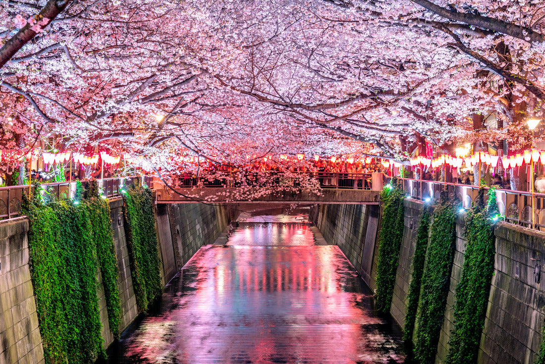 Cherry blossom rows along the Meguro river in Tokyo 2000pc Puzzle