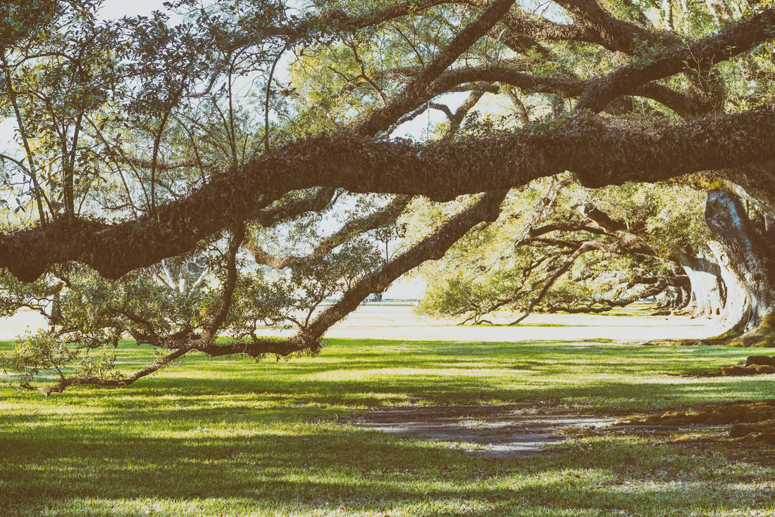 Oak Alley Plantation. Louisiana - Trees and garden 2000pc Puzzle